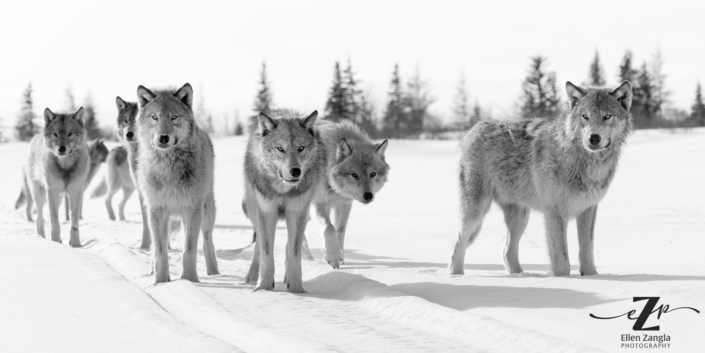 Wolf pack in the snow in Manitoba, Canada.