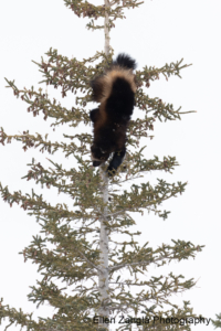 Wolverine climbing down a tree in Manitoba, Canada.