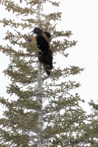 Wolverine descending a tree in Manitoba, Canada.