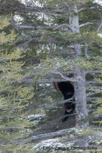 Wolverine descending from a tree in Manitoba, Canada.