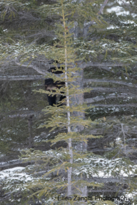 Wolverine climbing down a tree in Manitoba, Canada to try to escape wolves.