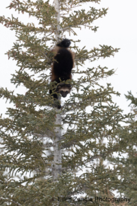 Wolverine descending from a tree in Manitoba, Canada.