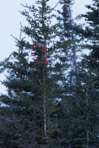 Wolverine barely visible in an evergreen tree in Manitoba.