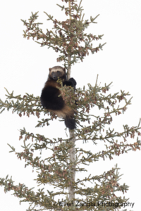 Treed wolverine in Manitoba, Canada.