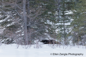 Wolverine running in the snow after climbing down tree in Canada.