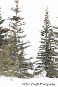 Wolverine treed by a wolf in Manitoba, Canada.