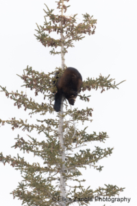 Wolverine looking towards wolves who have treed him in Manitoba, Canada.