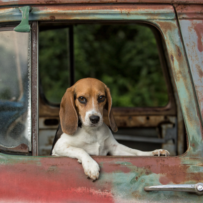 Beagle looking out the window of an antique truck In Loudoun County, VA.