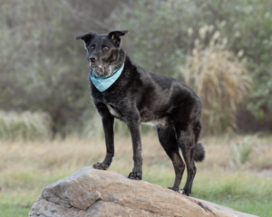 Black dog wearing a bandana and standing outside on a boulder in Loudoun County, VA.