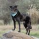 Black dog wearing a bandana and standing outside on a boulder in Loudoun County, VA.