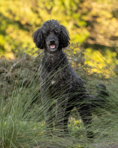 Black Doodle Standing in Garden | Loudoun County