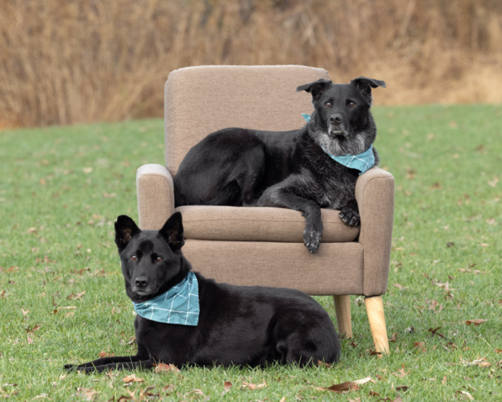 Two black dogs lying outside together in the fall in Northern VA.