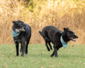Two black dogs running outside and playing in Northern VA in the fall.