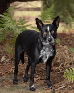 Black heeler mix standing in garden in Northern Virginia.