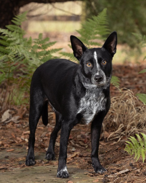 Black heeler mix standing in garden in Northern Virginia.