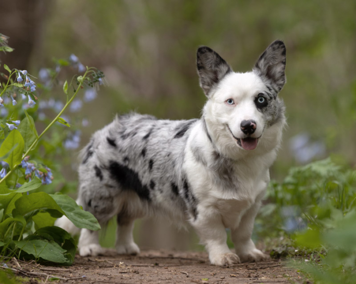 Corgi standing outside in the bluebells in Loudoun County.