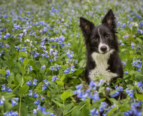 Border Collie sitting in the bluebells in Loudoun County Virginia.