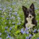 Border Collie sitting in the bluebells in Loudoun County Virginia.