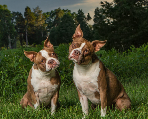 Two Boston Terriers with head tilts sitting outside together in Northern VA.