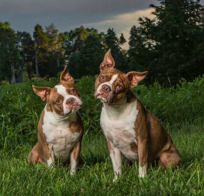Two Boston Terriers with head tilts sitting outside together in Northern VA.