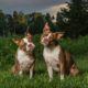 Two Boston Terriers with head tilts sitting outside together in Northern VA.