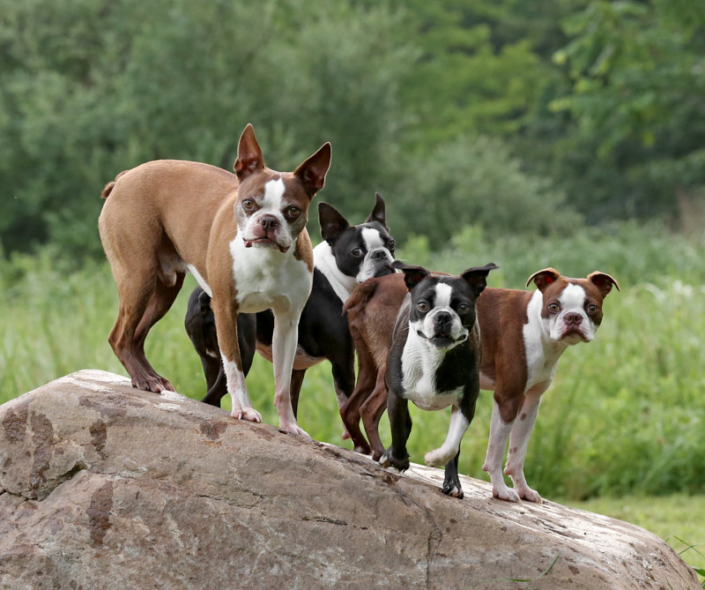 Four Boston Terriers standing outside on a boulder in Loudoun County, VA.