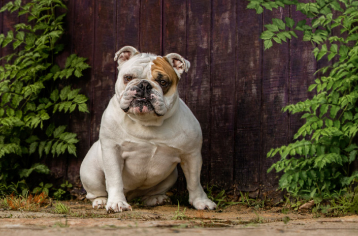 English Bulldog sitting in front of a purple wall in Loudoun County, VA.