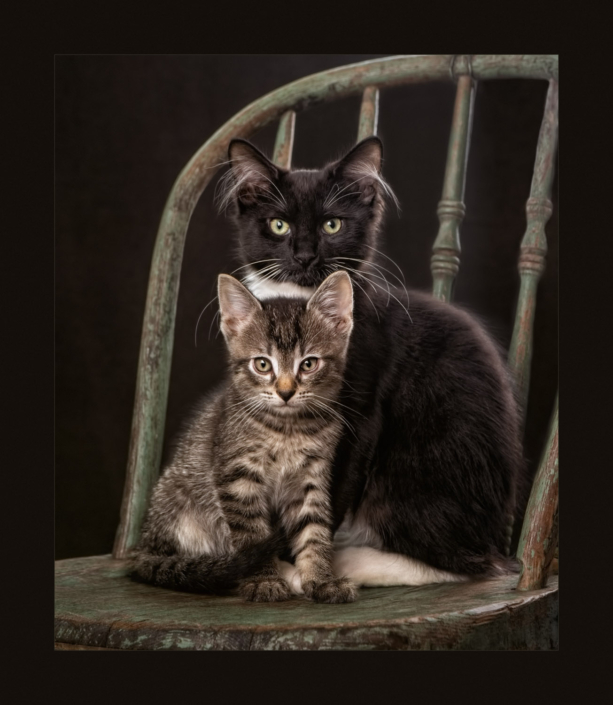 Two kittens sitting on a chair together in Leesburg Virginia.