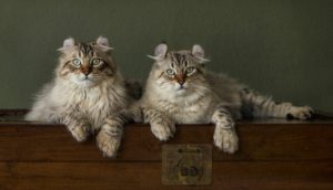 Two cats lying together on a chest during an indoor photo shoot in Northern Virginia.