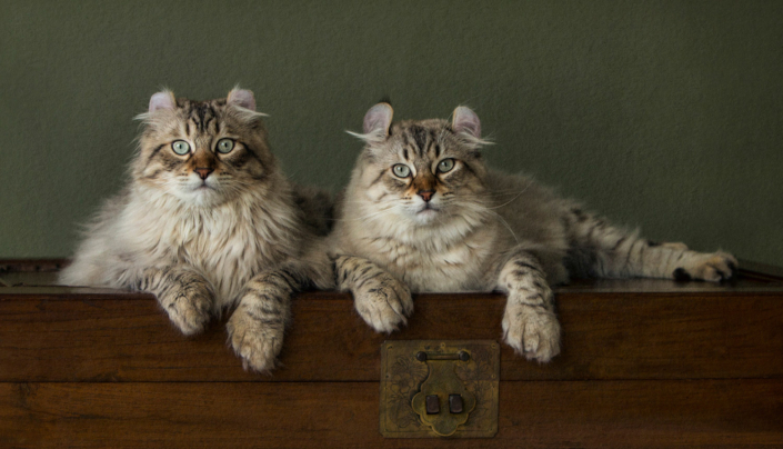Two cats lying together on a chest during an indoor photo shoot in Northern Virginia.