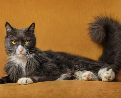 Cat Lying Regally on a Couch | Leesburg Virginia Gray cat lying on a yellow couch during an indoor photo shoot in Leesburg, VA.