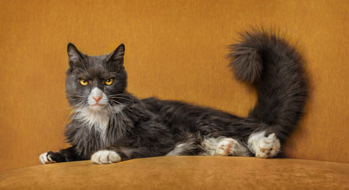 Gray cat lying on a yellow couch during an indoor photo shoot in Leesburg, VA.