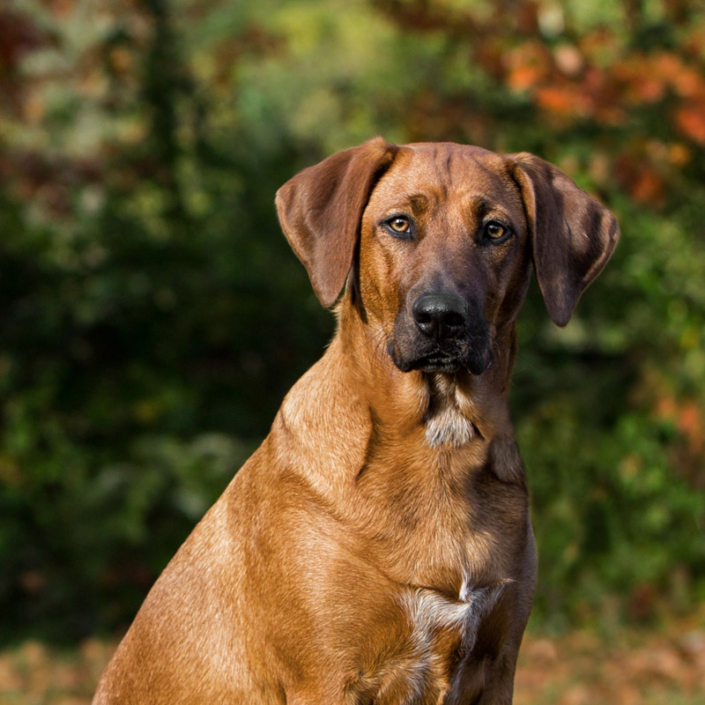 Close-up of a Redbone Coonhound sitting outside in the fall in Loudoun County, Va.