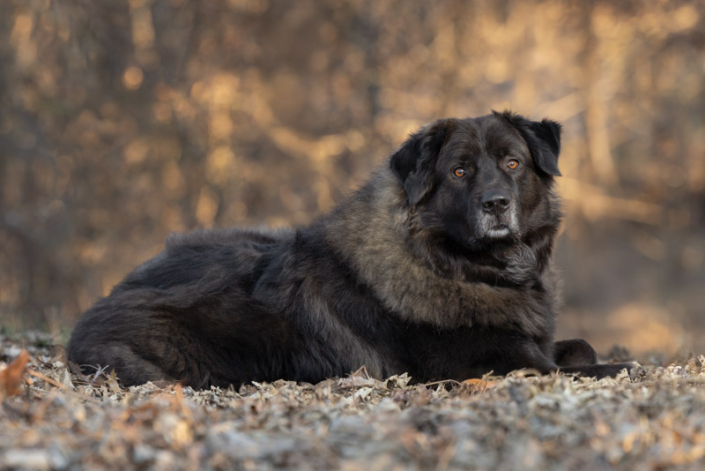 Fluffy brown dog lying outside in the fall in Loudoun County.