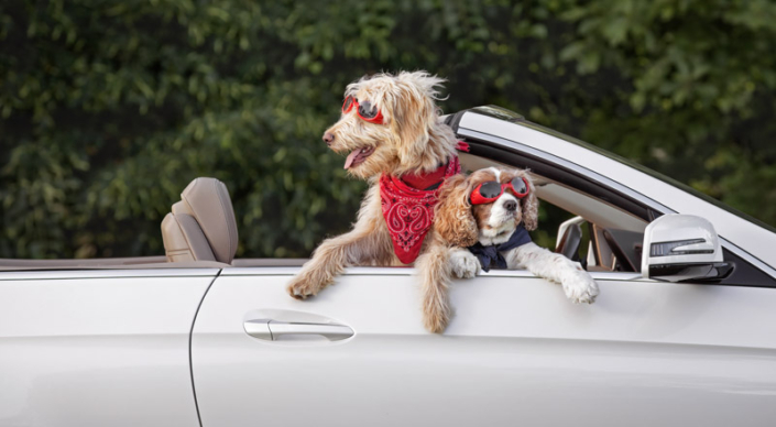 Golden Doodle and King Charles Cavalier in convertible wearing googles and bandanas in Northern VA.