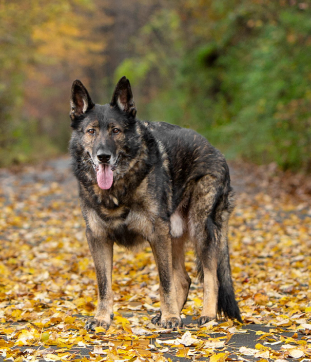 Older German Shepherd standing in fall leaves outside in Northern VA.