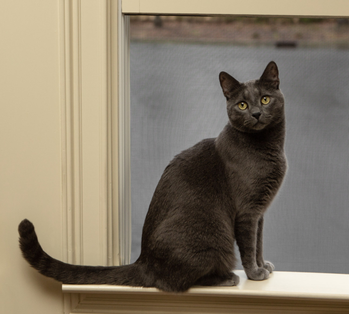 Gray cat sitting in an open window during an indoor photo shoot at his home.