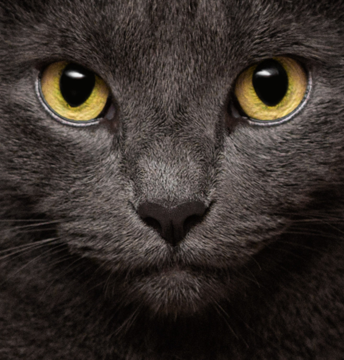 Close-up of gray cat's face during an indoor photo session in Loudoun County, VA.