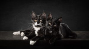 Two black kittens lying together on a table during an indoor photo session in Loudoun County, VA.