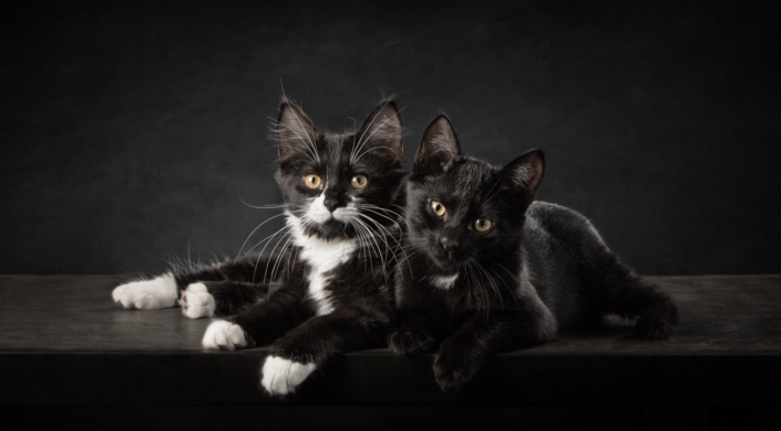 Two black kittens lying together on a table during an indoor photo session in Loudoun County, VA.
