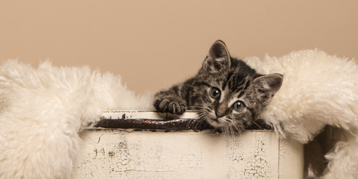 Close-up of a kitten in a basket during an indoor photo shoot in Leesburg, VA.