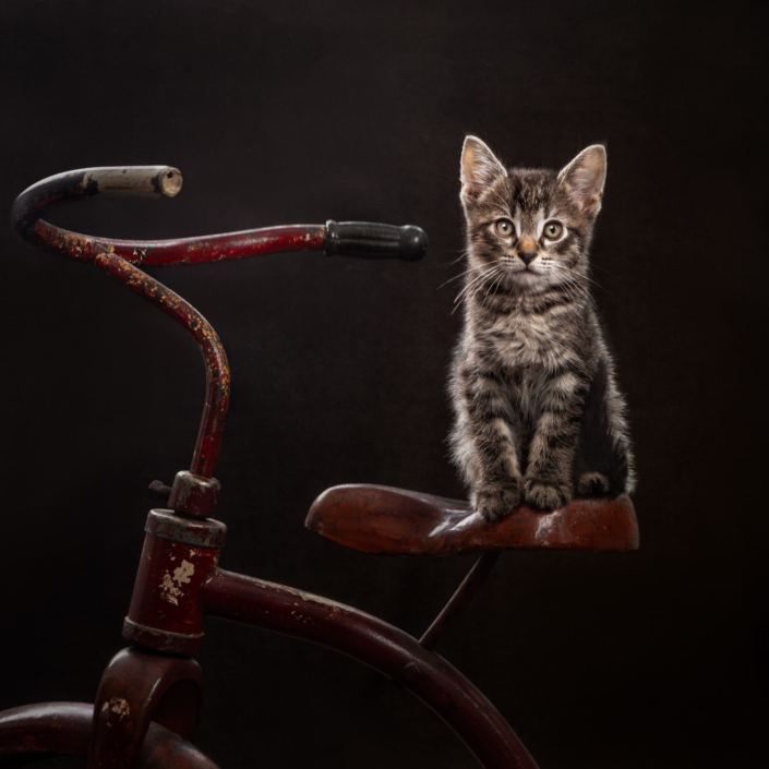 Adorable kitten sitting on a tricycle seat during an indoor photo shoot in Leesburg, VA.