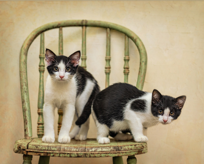 Two adorable black and white kittens sitting ext to each other on a chair during an indoor photo shoot in Loudoun County, VA.
