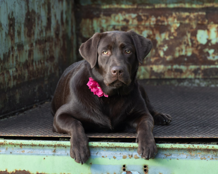 Chocolate Lab lying in the back of an antique truck bed in Loudoun County, VA.