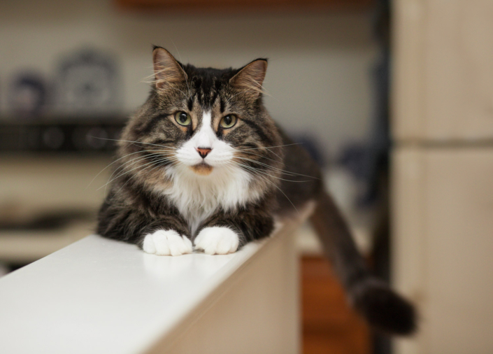 Cat lying on a low wall in his home during an indoor photo shoot in Loudoun County, VA.
