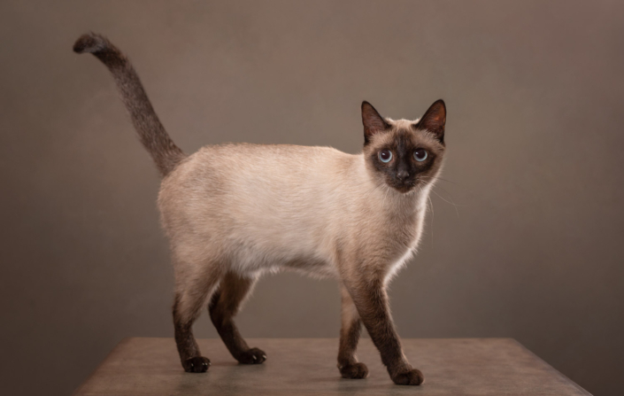 Kitten standing on a table at her home in Loudoun County VA during an indoor photo shoot.