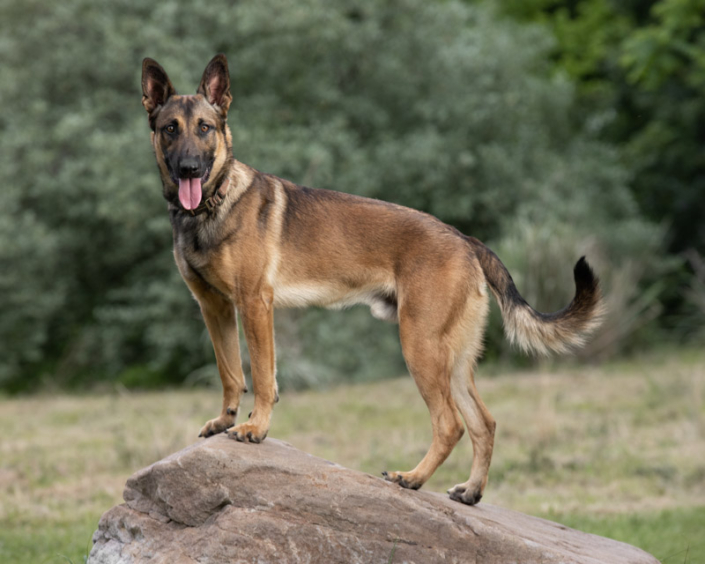 Belgian Malinois standing on a boulder in front of a field in Loudoun County, Va.