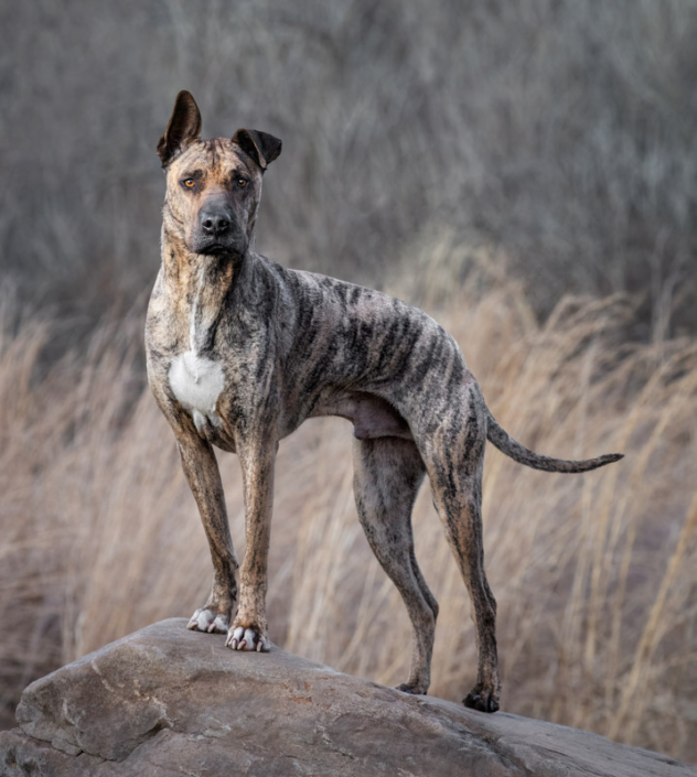 Mixed breed dog standing on a boulder in front of a field of tall grasses in Loudoun County, VA.