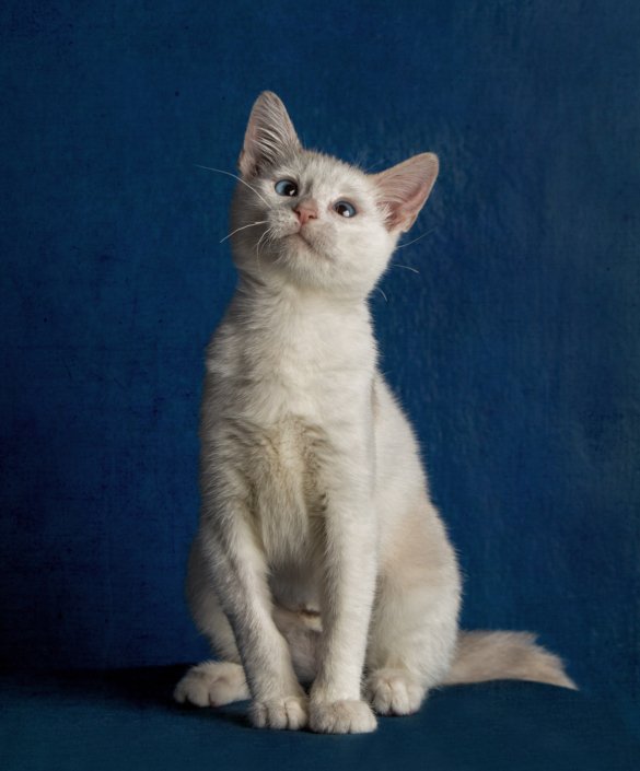 Funny photo of kitten looking cross-eyed during an indoor photo shoot in Northern VA.