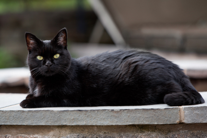Black cat lying on a stone wall during an outdoor photo shoot in Loudoun County.